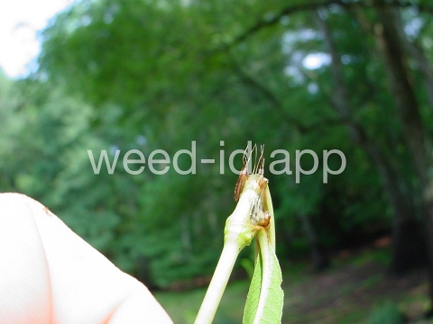 smartweed, marshpepper